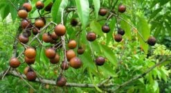 Wasnoten 3kg Met 4 Waszakjes - Zeepnoten - Natuurlijk Wassen - 4x750gr -Thuis Wassen 1200x649