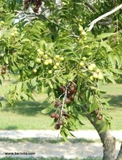 Wasnoten Start 150gr Met Waszakje - Zeepnoten - Natuurlijk Wassen -Thuis Wassen 920x1200 2